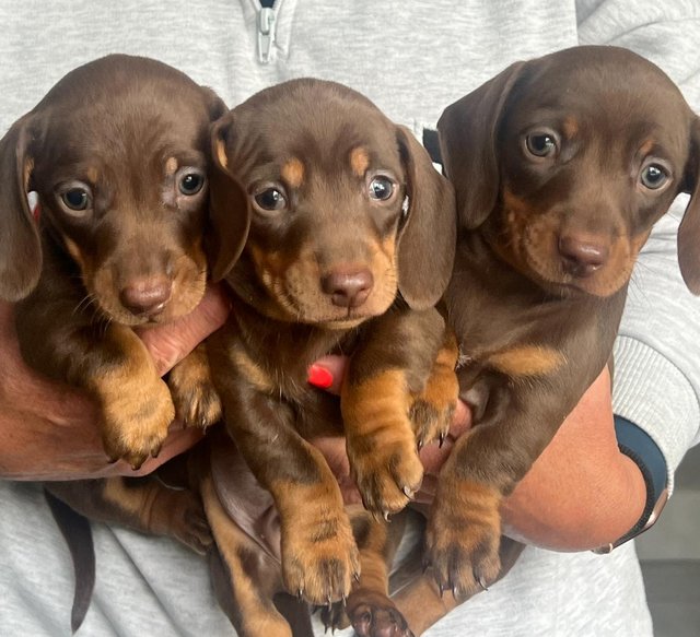 Preview of the first image of Miniature dachshund puppies.