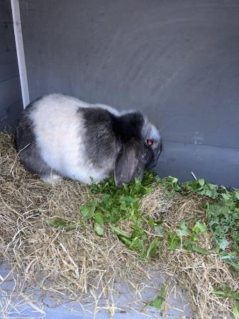 Image 4 of Female rabbit and hutch