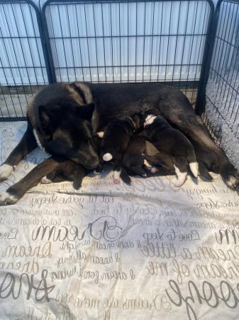 Image 7 of ONLY 2 GIRLS LEFT READY TO GO Chunky American Akita Puppies