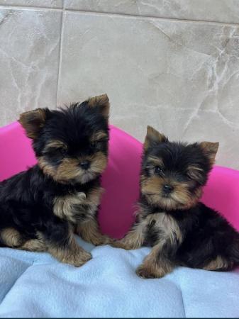 Image 3 of ONE YORKSHIRE TERRIER TOY BOY LEFT.