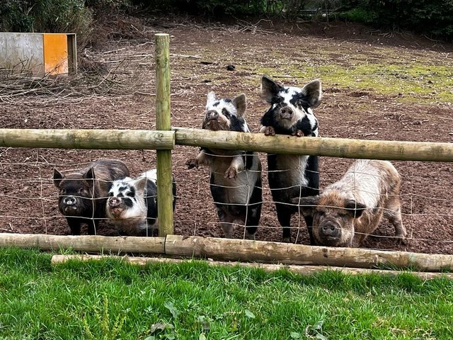 Preview of the first image of Kunekune pigs new home required.