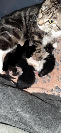 Image 7 of Black and white tabby kittens