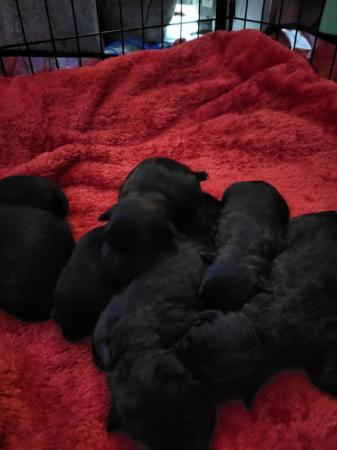 Image 6 of 3 weeks old Belgian malinois x cane corso puppys