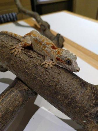 Image 4 of Unsexed CB 2021 Red Reticulated Gargoyle Gecko