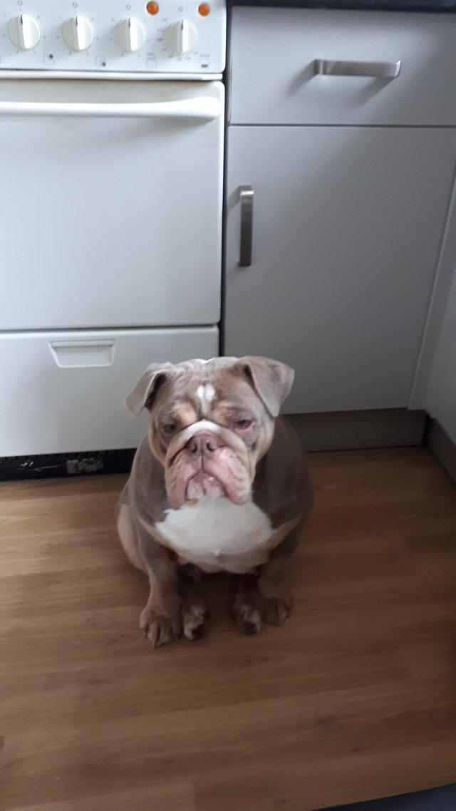 Preview of the first image of 18 month old English bulldog female.