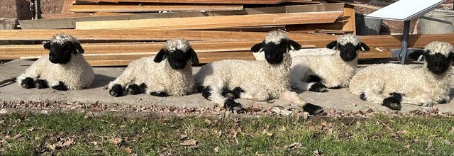 Preview of the first image of Valais blacknose wether pet lambs.