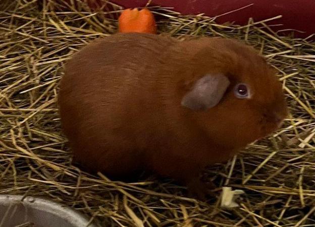 Image 2 of Golden Guinea Pig Cavy Males - £10 each