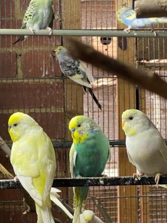 Image 3 of Baby and Young Budgies For Sale