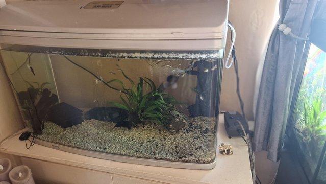Preview of the first image of 165 liter fish tank and fish.
