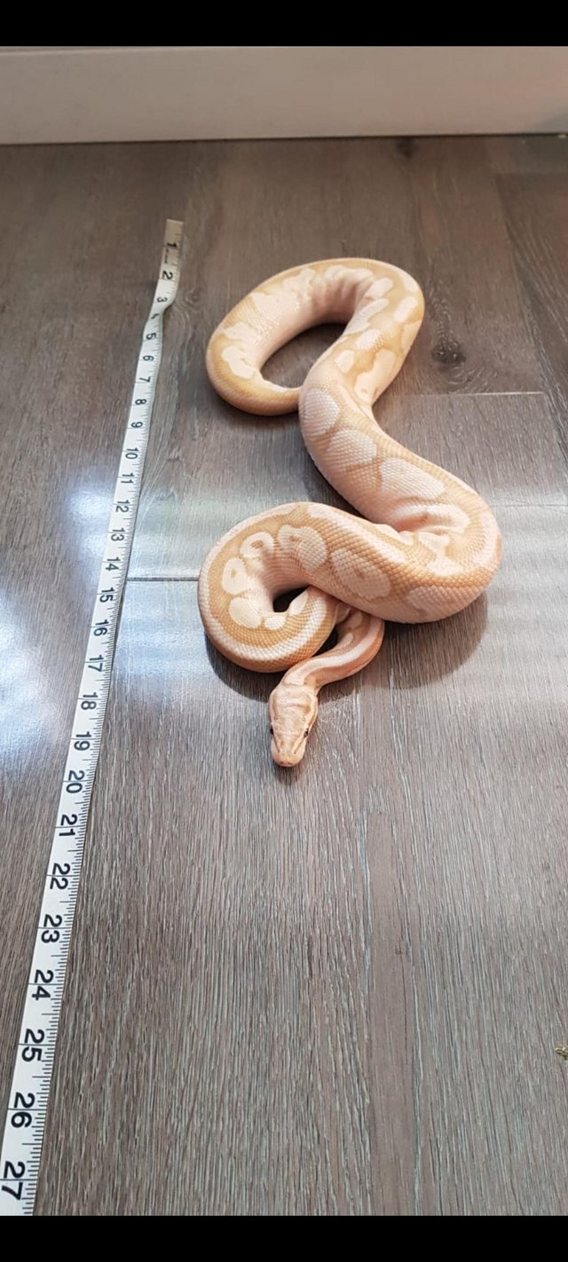Preview of the first image of Butterball python snake for sale.