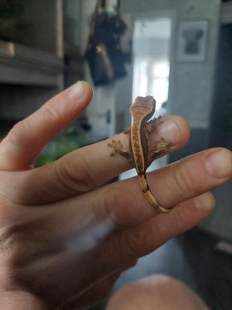 Image 3 of Crested geckos for sale £30 ~ £70