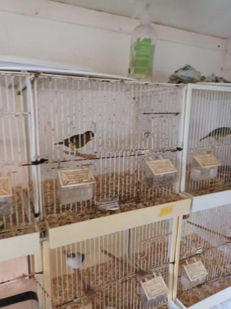 Image 6 of Canaries.  Various ages for sale