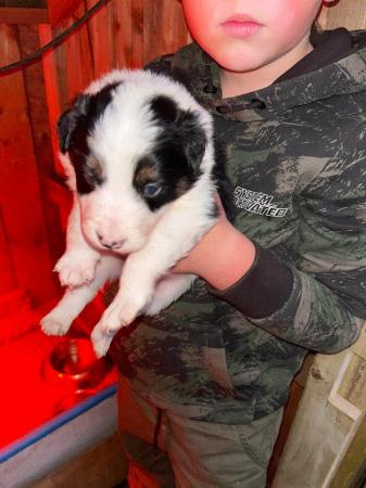 Image 9 of Beautiful Border Collie Puppies -