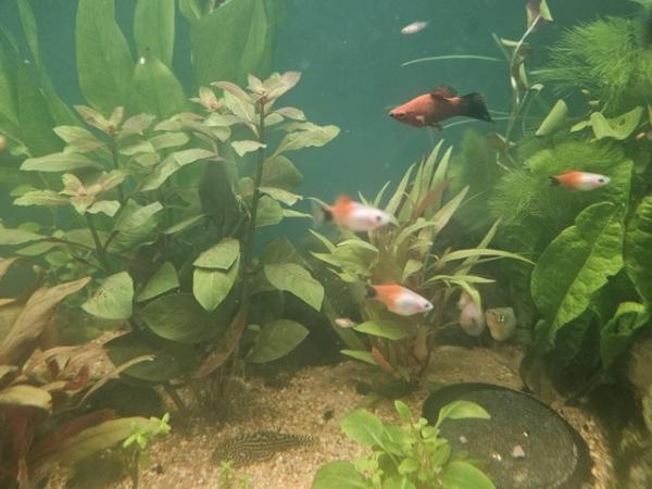 Image 7 of 6 x Micky Mouse Platys For Sale