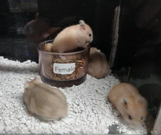 Image 16 of Baby Campbell's Hamsters