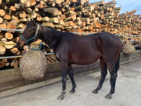 Image 1 of Diva ex race horse 3 year old mare (PROJECT)