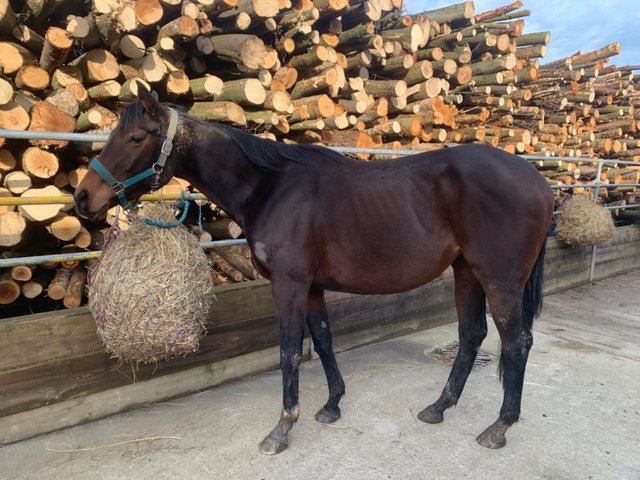 Preview of the first image of Diva ex race horse 3 year old mare (PROJECT).