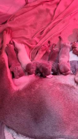 Image 6 of 3 day old French bulldog kc puppies