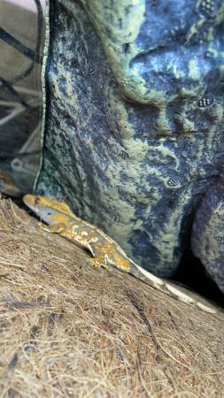 Image 5 of HIGH QUALITY TRICOLOR CRESTED GECKO WITH LINEAGE AND SETUP