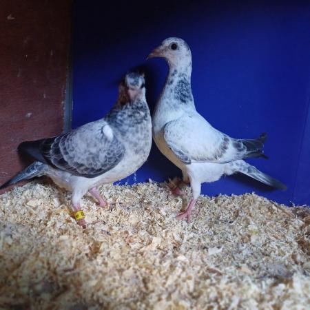 Image 2 of Racing pigeon 4 weeks old readyto leave now