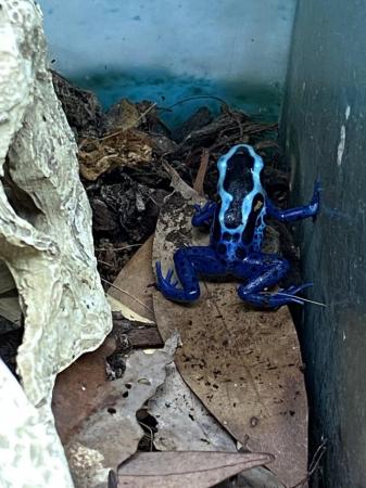 Image 3 of Blue dart frogs (D. tinctorius) “Blue sipaliwini” £85 Each