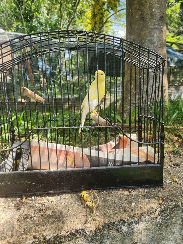 Scotch fancy canary hens — photo 3 of 4