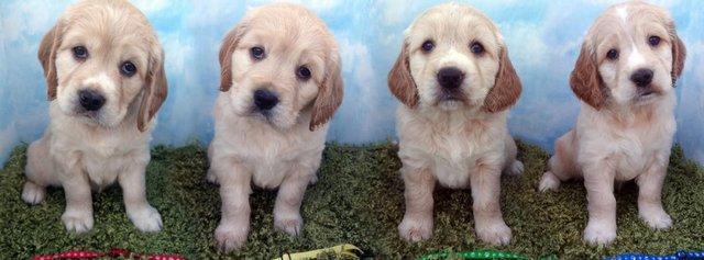 Image 11 of Golden Clumber Puppies - Waiting List Open