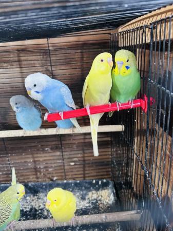 Image 5 of Baby budgies for sale various colors