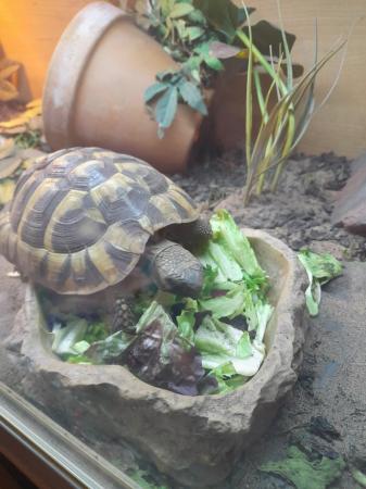 Image 1 of 3 year old herrmans tortoise with complete set up