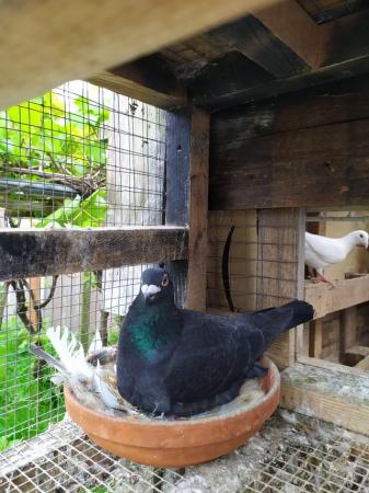 Image 4 of Quality Racing Pigeon For Sale