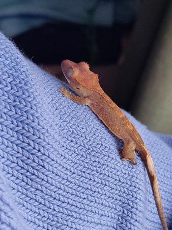 Image 1 of Beautiful crested gecko hatchlings