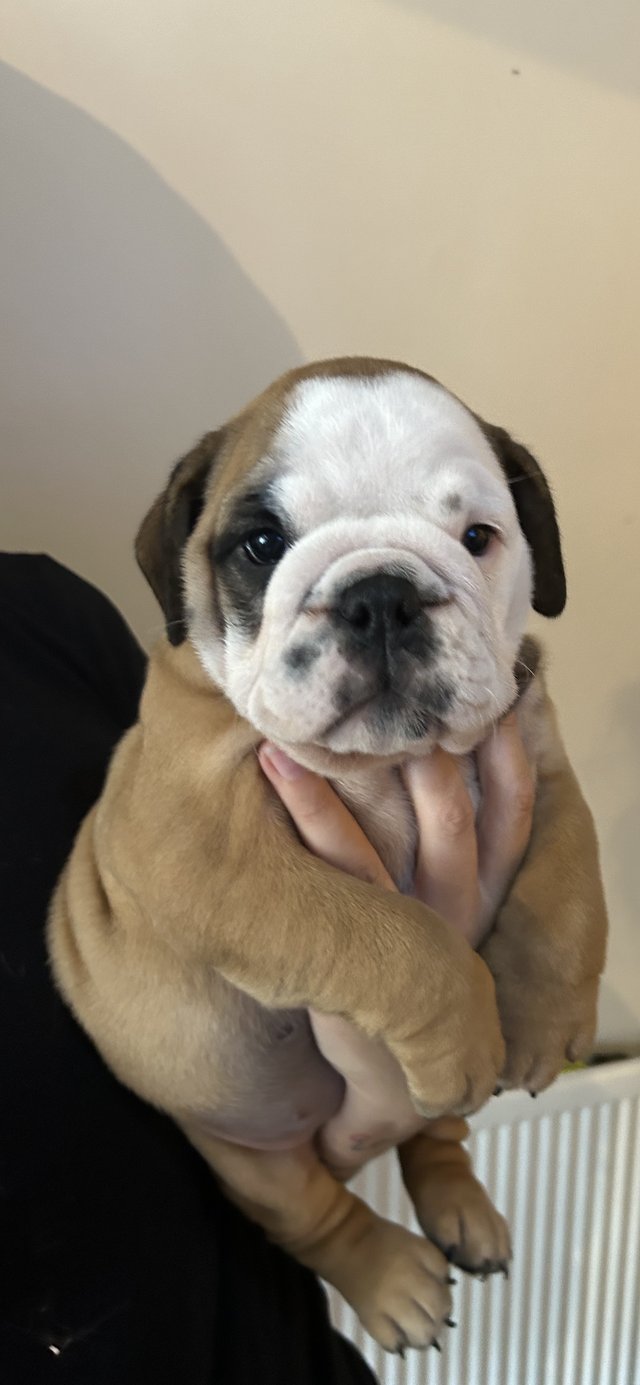 Preview of the first image of BEAUTIFUL KC REG BRITISH BULLDOGS.