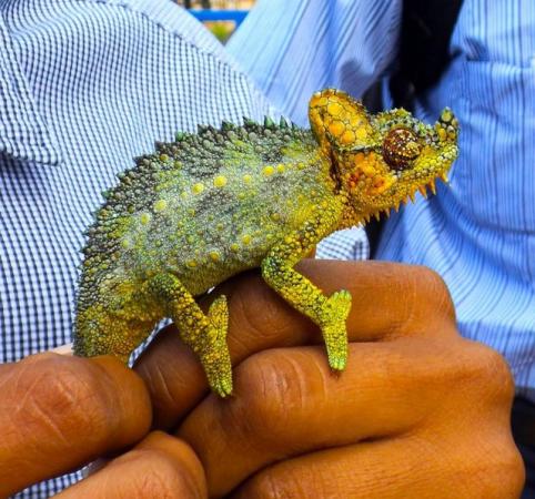 Image 7 of CB young hoehnelii (high casqued) Chameleons for sale