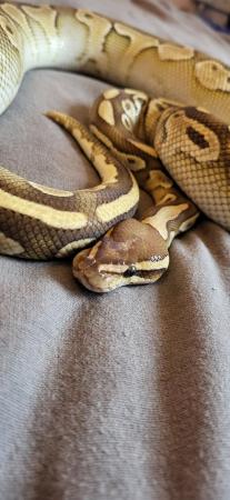 Image 6 of Royal python's for sale a normal a lesser and lemonblast p