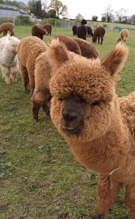 Image 11 of Alpaca pet males BAS registered  ready to find a loving hom