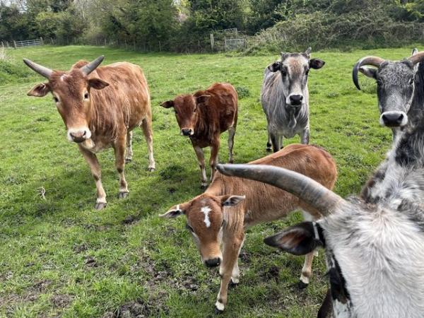 Image 1 of Zebu cattle calves available - 1 male, 1 female