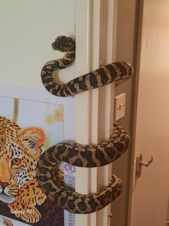 Image 3 of 5year old jungle carpet python and viv
