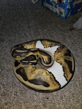 Image 3 of Beautiful royal pythons all for sale