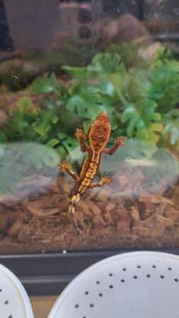 Image 25 of Beautiful Crested Geckos!!! (ONLY 1 LEFT)