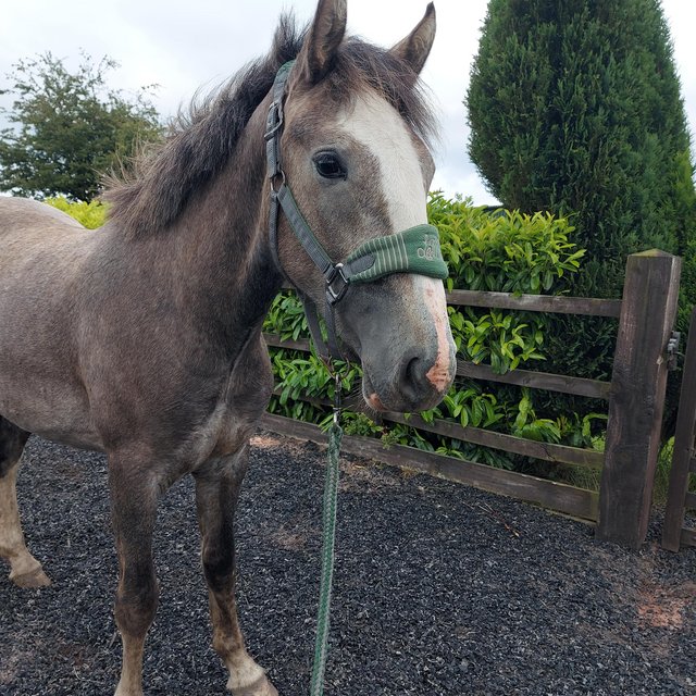 Preview of the first image of Grey 2yo Registered irish Draught by Tors Gentleman farmer.
