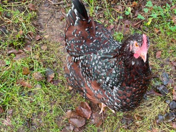 Image 1 of Speckled Sussex Large Fowl Hatching Eggs