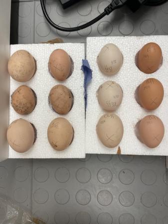 Image 2 of Buff Orpington hatching eggs