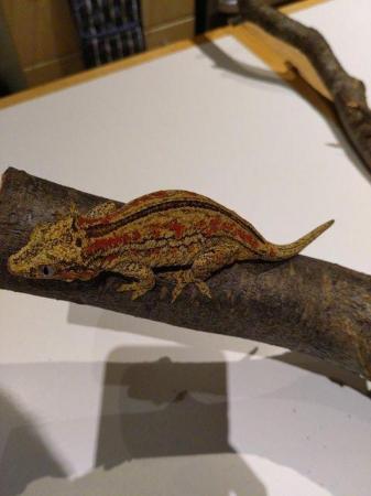 Image 4 of Adult Female CB 2020 Red Striped Gargoyle Gecko