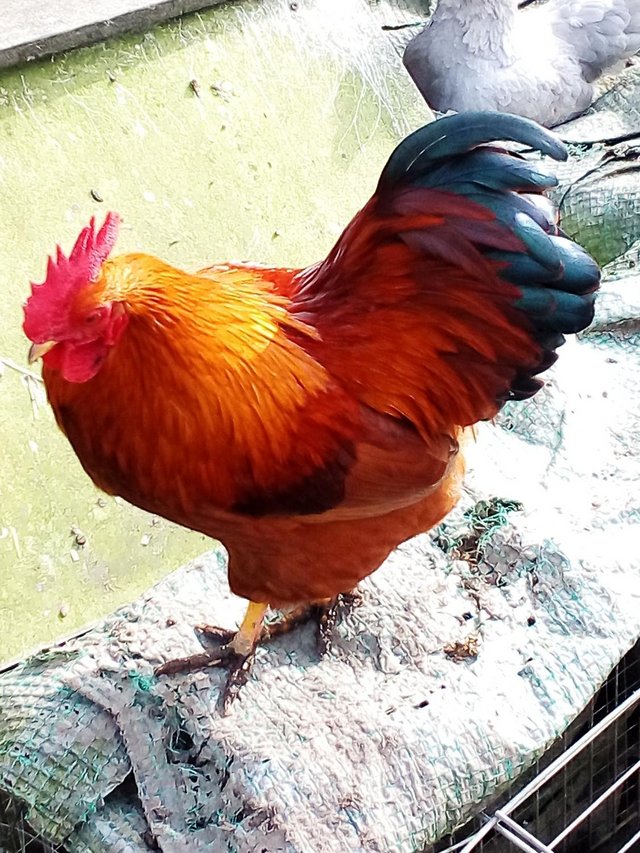 Preview of the first image of Cockerel New Hampshire Red (bantam).