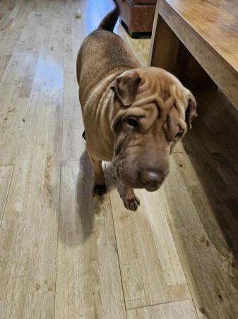 Image 4 of Shar pei boy and girl looking for new home