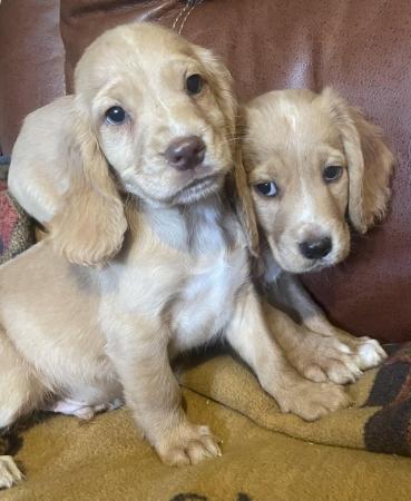Image 3 of Red Cocker spaniel puppies