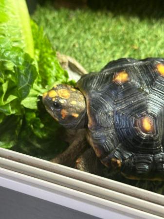 Image 3 of 4 year old female red foot tortoise
