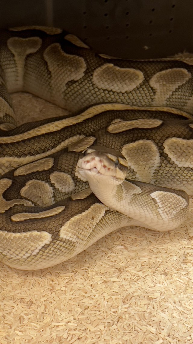 Preview of the first image of Female Lesser ball python.