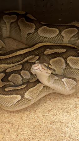 Image 1 of Female Lesser ball python