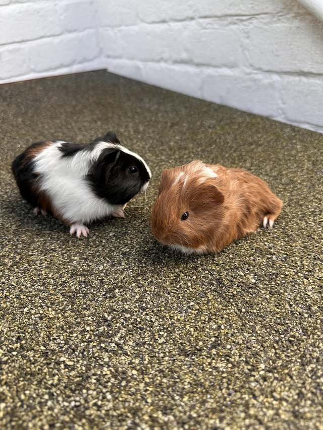 Preview of the first image of PAIR MALE GUINEA PIG BABIES.